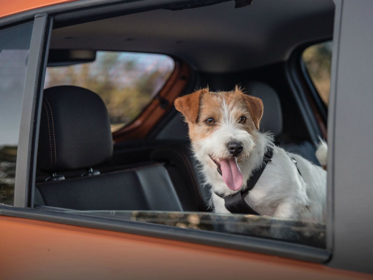 ¿Cómo llevar a tu perro en el coche correctamente?